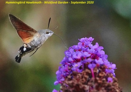 Hummingbird Hawkmoth